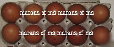 12+ french black copper marans hatching eggs npip cert 
