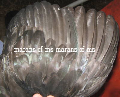 12+ french black copper marans hatching eggs npip cert 
