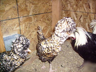  6+ polish hatching eggs