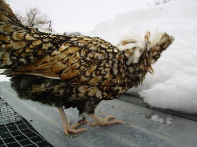  6+ polish hatching eggs